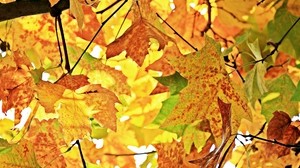 autunno, fogliame, rami, albero, acero