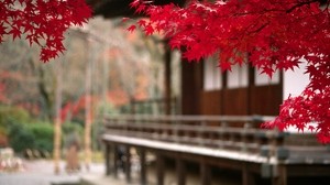 autumn, leaves, red, foreground, courtyard - wallpapers, picture