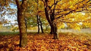 autumn, leaves, foliage, dry
