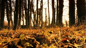 autumn, leaves, fallen, grass - wallpapers, picture