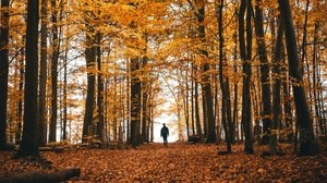 autumn, loneliness, forest, trees, walk - wallpapers, picture