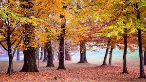 autumn, park, trees, foliage - wallpapers, picture