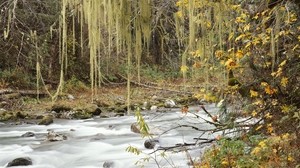 autunno, fiume, alberi, foglie, multicolore, ragnatela - wallpapers, picture