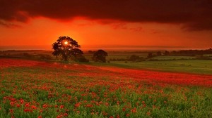 autumn, the sun, flowers, orange, red