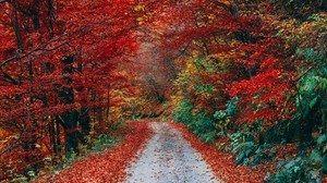 autumn, trail, foliage, fallen - wallpapers, picture