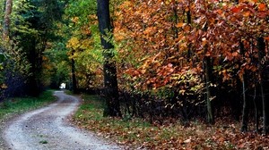 秋天，道路，树木，树叶