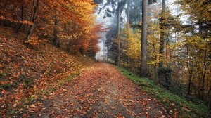 otoño, camino, follaje