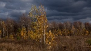 autumn, clouds, trees, nature
