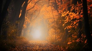 otoño, niebla, bosque, follaje, árboles, camino