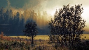autumn, fog, dawn, trees - wallpapers, picture