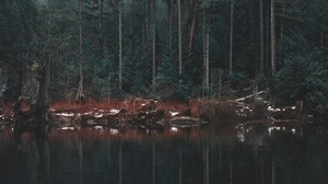 lake, shore, trees, reflection