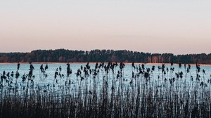 lake, shore, reed, trees, horizon