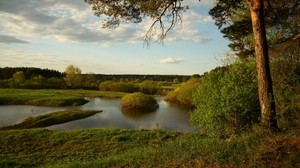 lago, orilla, arbustos, árbol, vacío