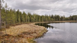 sjö, kust, skog, barrträd, gräs, torka, höst, himmel, dyster, krusningar