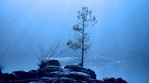 lake, tree, fog