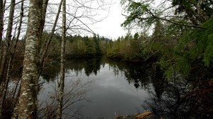 lago, árboles, sombrío, comió