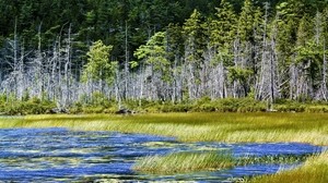 lake, trees, grass - wallpapers, picture