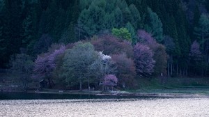 lake, trees, flowering