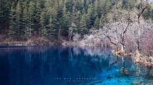 sjö, blått vatten, transparent, skog, stränder