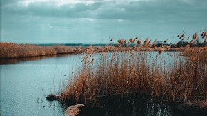 lago, juncos, orilla, agua, hierba, seco