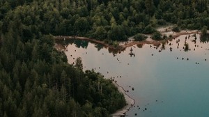 lago, bosque, árboles, vista superior