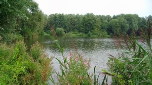 湖泊，森林，植物，风景