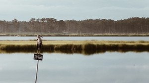 lake, plate, bird, nature, landscape - wallpapers, picture