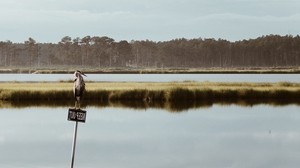 湖、プレート、鳥、自然、風景