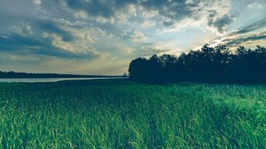 lake, grass, trees, evening - wallpapers, picture