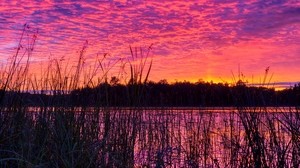 lago, caña, puesta de sol, púrpura, anochecer - wallpapers, picture