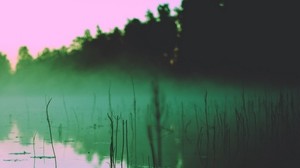 lake, fog, morning, algae, trees, reflection