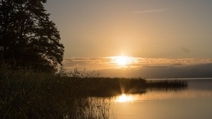 lake, sunset, landscape, shore, reed, tree
