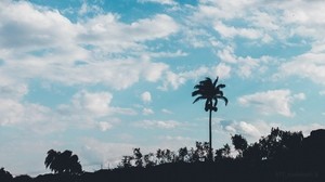 palm, trees, sky, clouds