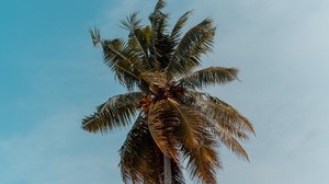 palm, tree, crown, top, branches