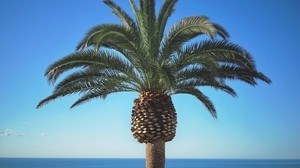 palm tree, summer - wallpapers, picture