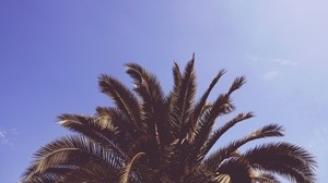 palm, tree, leaves