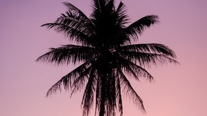 palm, tree, dark, twilight, purple