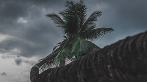 palma, albero, tropicale, pianta