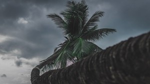 palm, tree, tropical, plant - wallpapers, picture