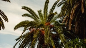 palmu, tropiikit, lehdet