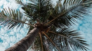 palm tree, tropics, branches, bottom view