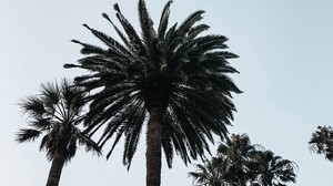 palm, tree, branches, sky, bottom view