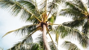 palm, tree, branches, leaves, tropics