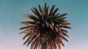 palm tree, bottom view