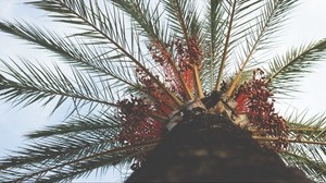 palma, albero, vista dal basso, tropici, rami, tronco