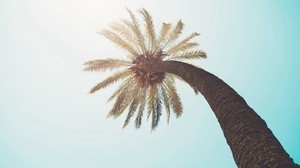 palm, crown, top, branches, sunlight - wallpapers, picture
