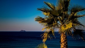 palma, mare, tropici - wallpapers, picture