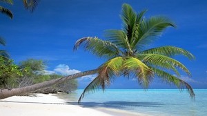 palm, slope, shore, branches, shadow, tropics, blue water, bay, heat - wallpapers, picture
