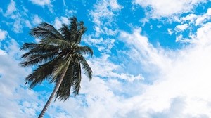 palm tree, sky, clouds, tropics, bottom view, trunk, branches