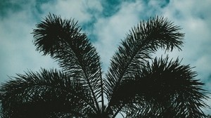 palm tree, sky, twilight, clouds, branches